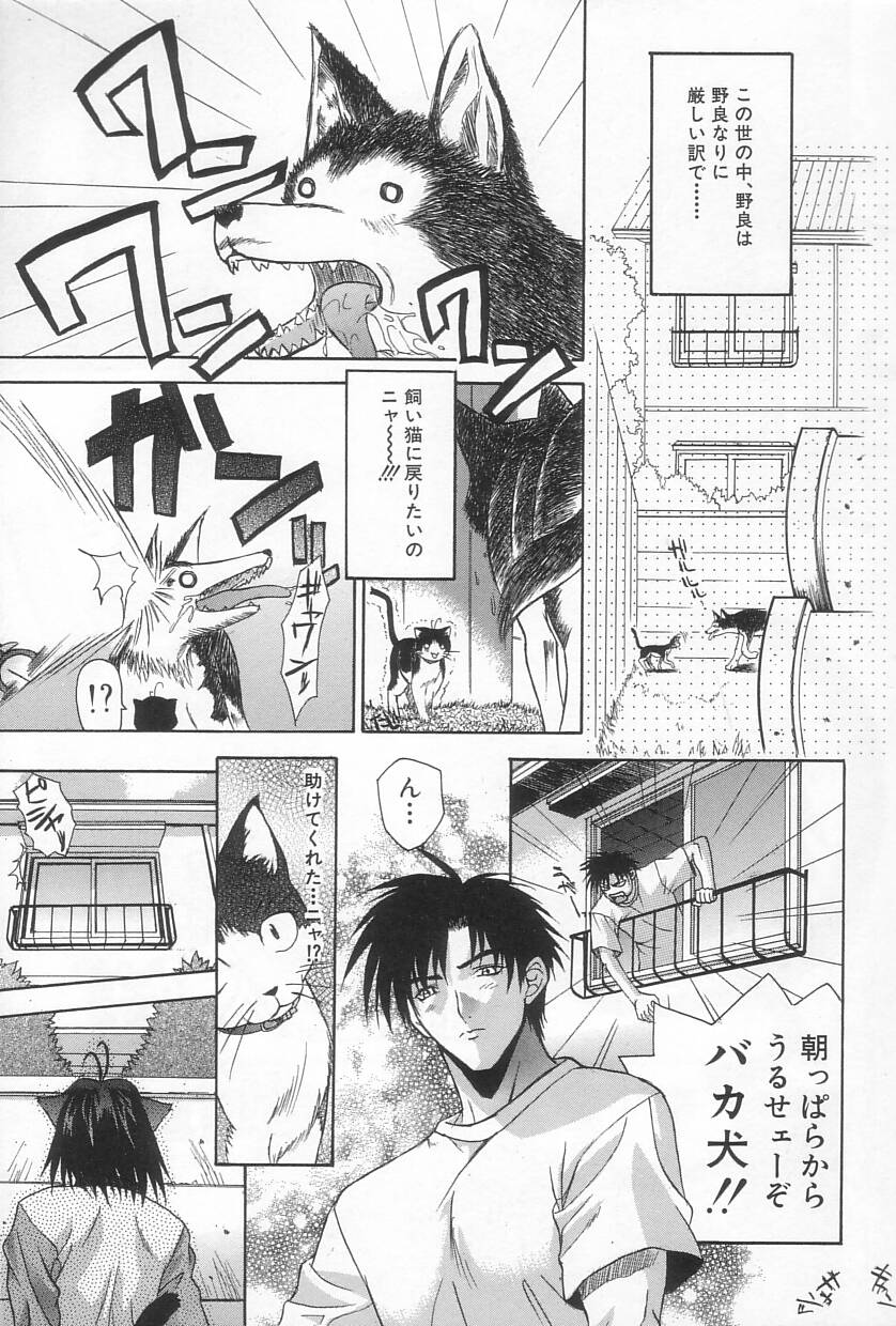 【エロ漫画】【エロ漫画】発情時で逆レイプしちゃう淫乱猫耳娘…ご奉仕フェラをして理性崩壊で生ハメ中出しセックスしちゃう【三枝琥珀：猫又の御主人様願望】